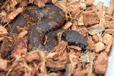 Pythonidae 的图像结果