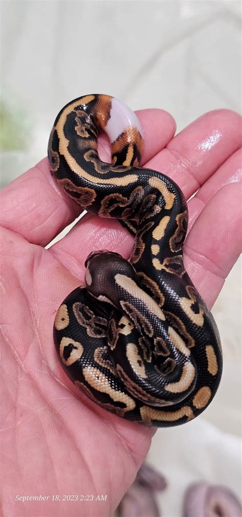 Image result for Purple Ball Python