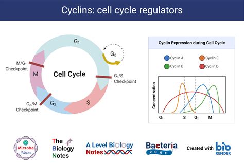 Cell Cycle: Definition, Phases, Regulation, Checkpoints