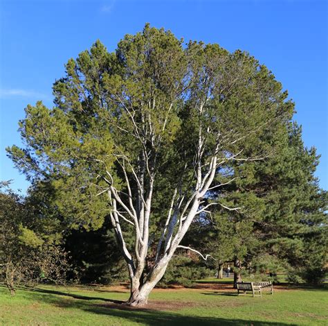 Lace Bark Pine Pinus bungeana 20 Seeds - R&B Floridaseeds