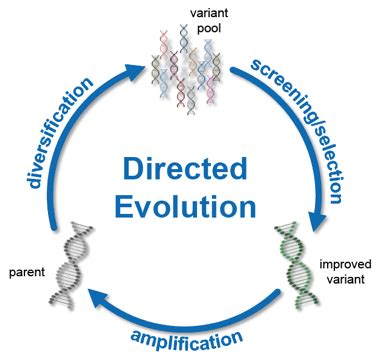 Image result for Directed Evolution Lecture