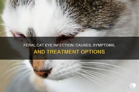 Feral Cat Eye Infection: Causes, Symptoms, And Treatment Options | PetShun