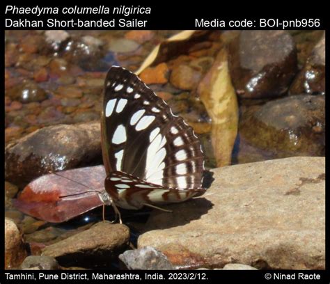 Phaedyma columella nilgirica | Butterfly