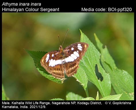 Athyma inara inara | Butterfly