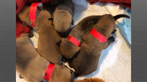 $1,000 reward offered for information in puppy abandonment case