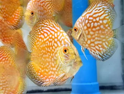 Yellow Checkerboard Discus 的图像结果