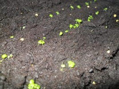 Coleus ( Kolyoz, yaprak güzeli) - Page 22 - agaclar.net