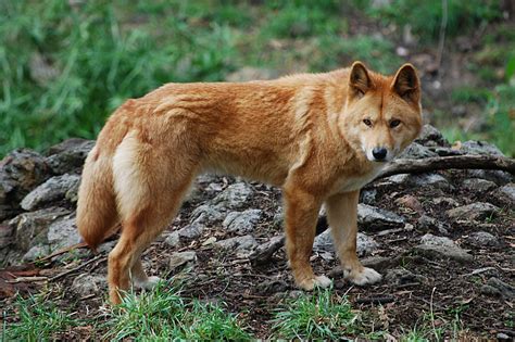 Dingo Habitat, Diet & Reproduction - Reptile Park