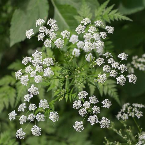 Poison Hemlock Plant Info - Learn About Poison Hemlock Removal And Look ...