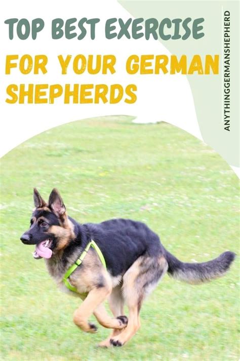 Image result for German Shepherd Exercise Chart