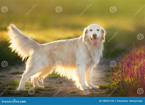 Light Golden Retrievers