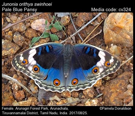 Junonia orithya | Butterfly