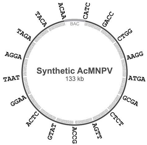 A Baculovirus Expression Vector Derived Entirely from Non-Templated ...