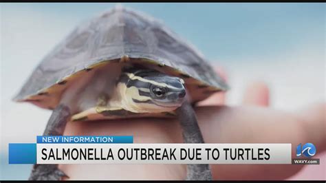 CDC: Salmonella outbreak affecting 11 states linked to pet turtles ...