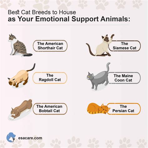 Are Cats Considered Service Animals Or Emotional Support Animals