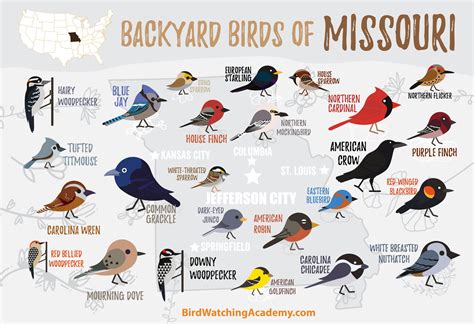 Backyard Birds of Missouri – My Store