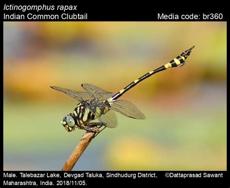 Ictinogomphus rapax | Odonata