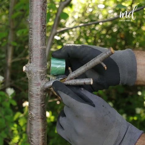 How to Trim Raspberry Bushes in Spring 的图像结果