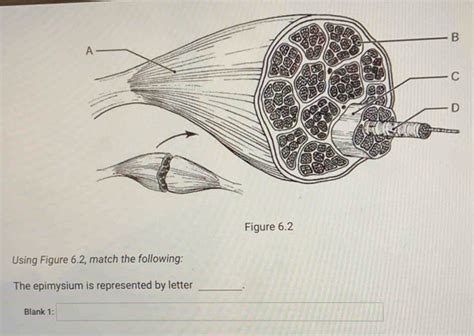 Solved: Figure 6.2 Using Figure 6.2, match the following: The epimysium ...