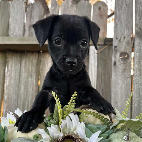 Dog for adoption - Raven, a Chihuahua & Shih Tzu Mix in Kennebunkport ...