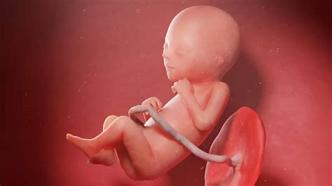 18 weeks pregnant: Baby development, symptoms and signs - Sarah's Verse