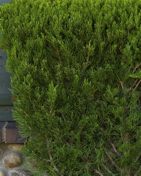 Juniperus Chinensis Torulosa Hollywood Juniper Torulosa | Evergreen