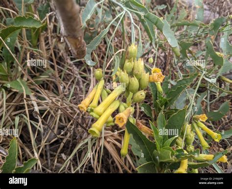 tree tobacco (Nicotiana glauca Stock Photo - Alamy