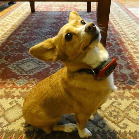 Chigi: A Chihuahua-Corgi Mixed-Breed Guide