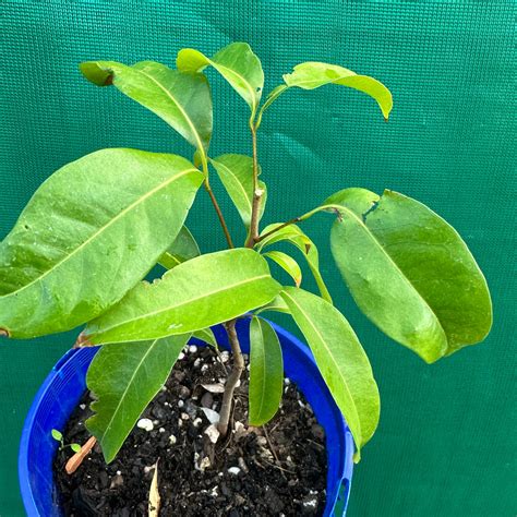 Lychee - Litchi chinesis - Edible Jungle Nursery
