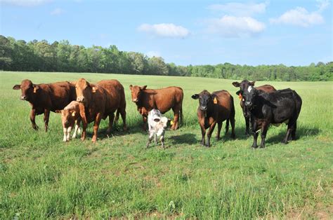 Beef Herd Management Strategies - Alabama Cooperative Extension System