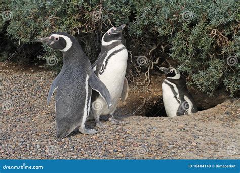 Penguins in Punto Tombo, Argentina. Stock Photo - Image of penguin ...