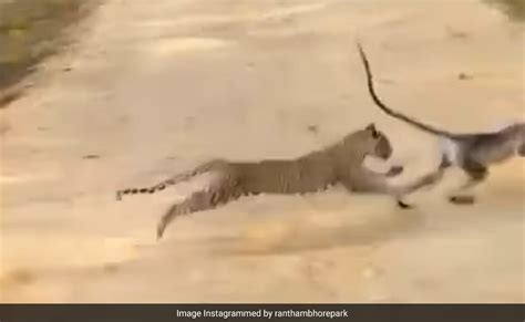जान बचाकर भाग रहा था बंदर, तेंदुए ने खदेड़कर ऐसा दबोचा, फिर घसीटते हुए ...