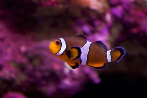 Image result for Poisson Clown