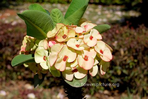 White euphorbia milii splendens | Euphorbia milii