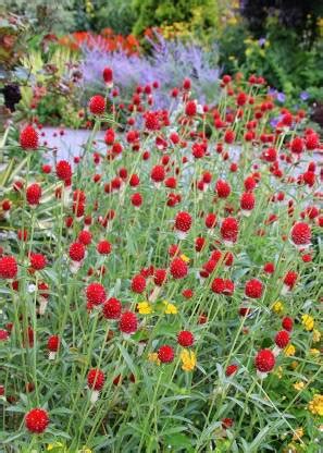 ENINE Gomphrena Red Haageana Strawberry - 50 Seeds Pack Flower Seeds ...