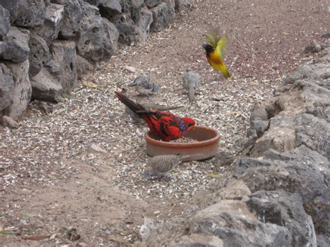 Cat Rescuing, Sunderland: LANZAROTE: ENCOUNTERS WITH ANIMALS PART 2 --GUINATE WILDLIFE PARK