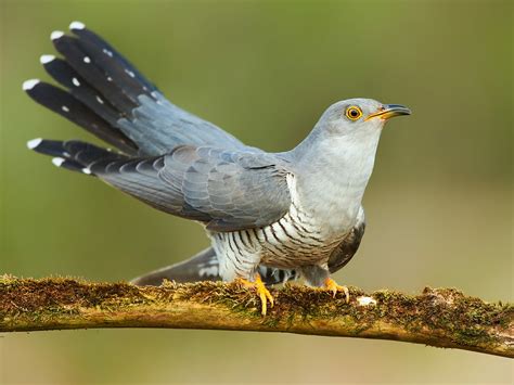 Cuckoo Bird Facts (Cuculus canorus) | Bird Fact