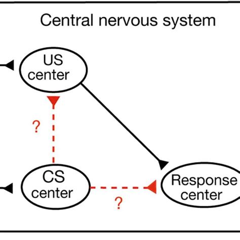 Image result for Second Order Pavlovian Conditioning Examples