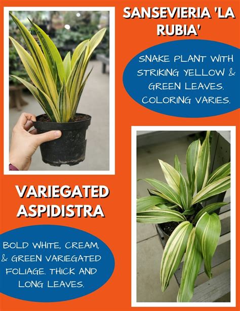 Weekly Specials | Patuxent Nursery in Bowie Maryland