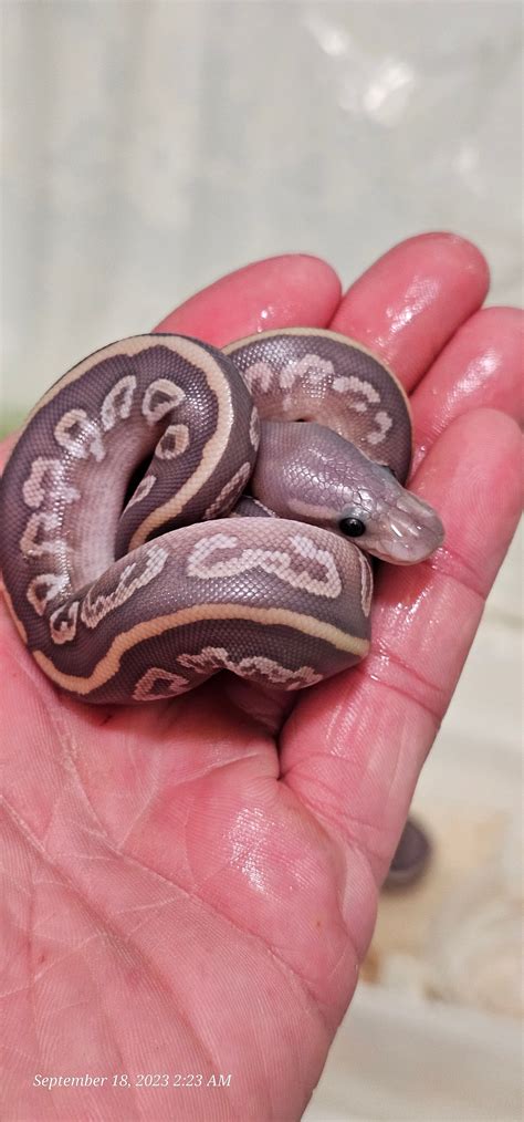 Image result for Purple Ball Python