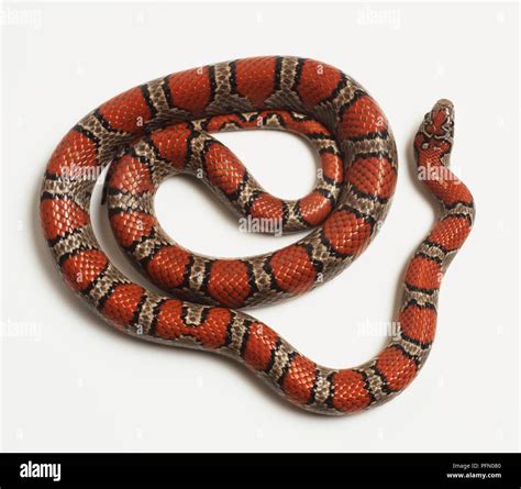 Mexican king snake hi-res stock photography and images - Alamy