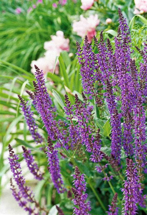 24 of the Best Perennials for Adding Color to Your Garden