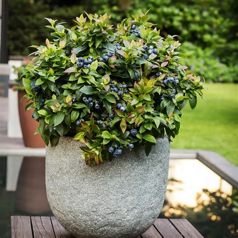 How to Grow Blueberries in Pots | The Tree Center™