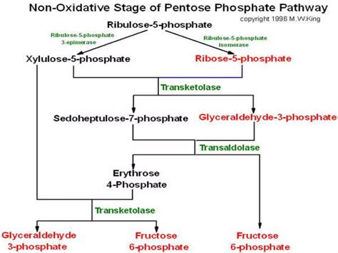 Pentose phosphate pathway summary | PPTX
