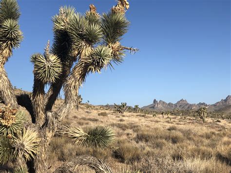Out on the Box: Castle Mountains National Monument – National Park Units