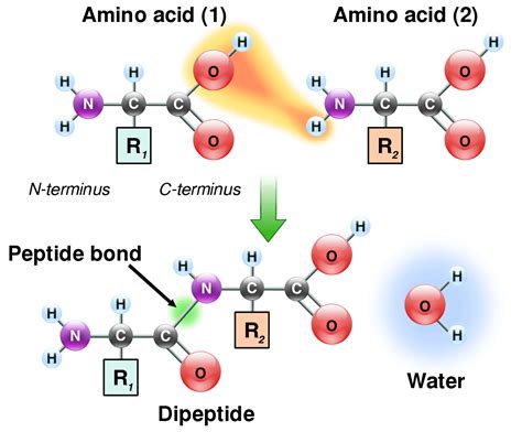 Amino Acids & Polypeptide Chains — Structure & Synthesis - Expii