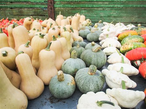 Organics Vs. Local 的图像结果