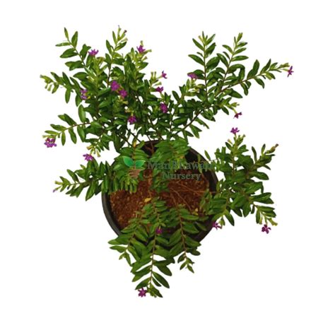 Buy Kufiya / Cuphea Plant Online | Manbhawan Nursery