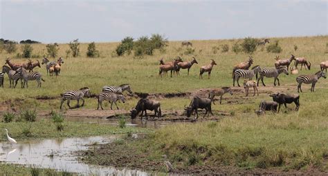 African Savanna Grasslands Animals