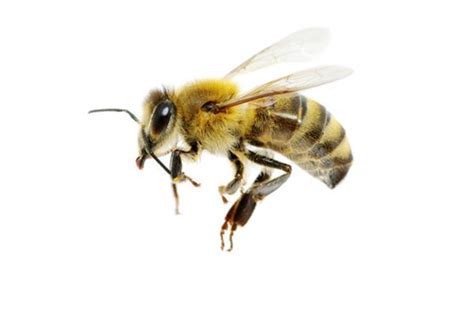 梦见蜜蜂，要预防糖尿病_周公解梦
